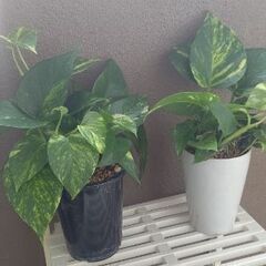 観葉植物