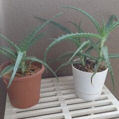 観葉植物の画像