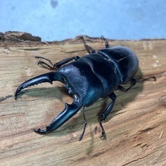 ゴトウヒラタ　♂75mmペア