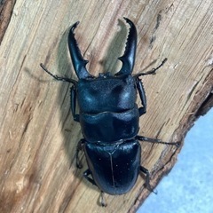 ゴトウヒラタ　♂75mmペアの画像