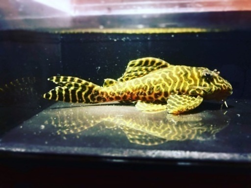 プレコ　キンペコ　wild L066 ペア