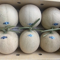 静岡県産　メロン　1玉　700円 約1.5㎏　超目玉品