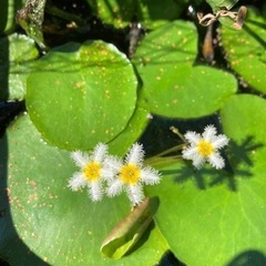 ✨水草　0円(条件あり)〜100円の画像