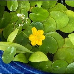 ✨水草　0円(条件あり)〜100円の画像