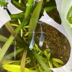 ✨水草　0円(条件あり)〜100円の画像