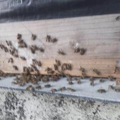 値下げします、日本蜜蜂山から持って帰りました、