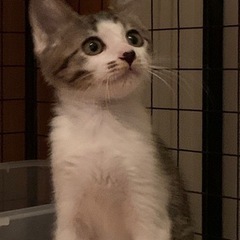 子猫生後3ヶ月位　きじ白・オス