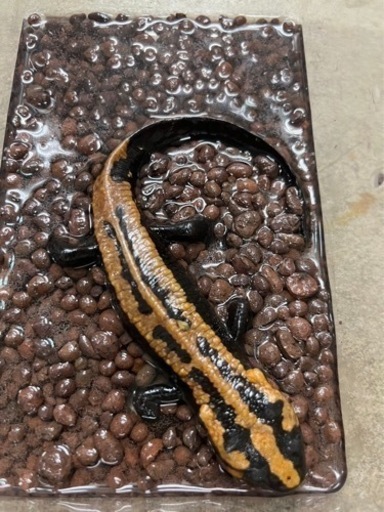 ラオスコブイモリ♀1