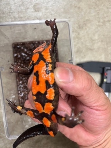 ラオスコブイモリ♀1