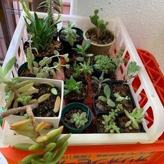 多肉植物☆鉢減らし特化の画像