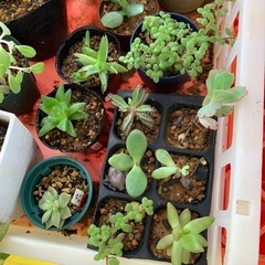多肉植物☆鉢減らし特化の画像