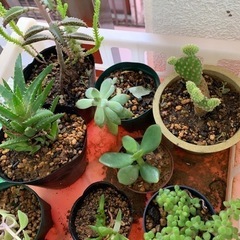 多肉植物☆鉢減らし特化の画像