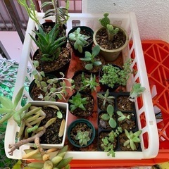 多肉植物☆鉢減らし特化