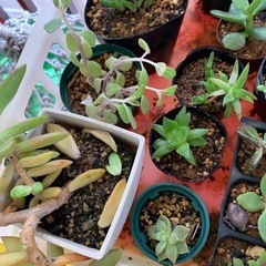 多肉植物☆鉢減らし特化の画像