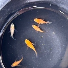 メダカ　ダルマ　5匹の画像