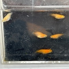 メダカ　ダルマ　5匹の画像
