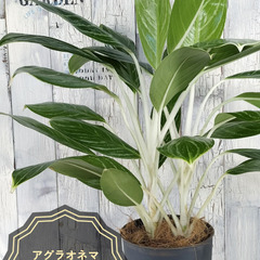 アグラオネマ スノーホワイト　観葉植物    