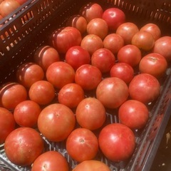 夏トマト🍅数量限定ケース売り