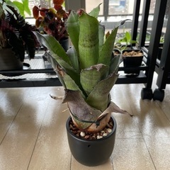 【決まりました】【9月〜SALE中】観葉植物 ビルベルギア レオ...