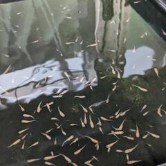 紅帝メダカ（稚魚〜幼魚サイズ）の画像