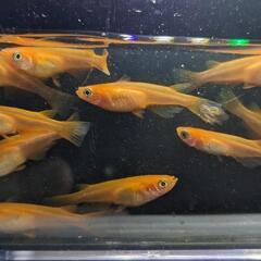 紅帝メダカ（稚魚〜幼魚サイズ）の画像