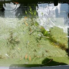 メダカ　夜桜　稚魚から幼魚　１５匹