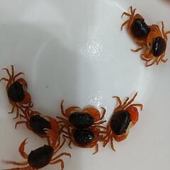 綺麗なサワガニ。天然採取個体、10匹セット。