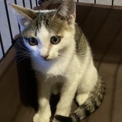 とっても人懐っこい白キジトラの男の子　里親さんを募集