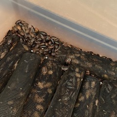 デュビア成虫    大至急