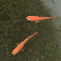 ◆楊貴妃メダカの幼魚10匹＋αお譲りします◆おまけお付けします◆No.65の画像