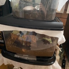 鈴虫無料で差し上げます！