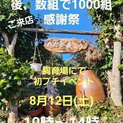 【めだか屋こう】めだかプチ感謝祭イベント　