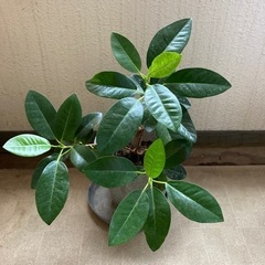 《感謝》観葉植物①ゴムの木？　