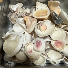 貝殻　ビンの画像