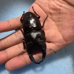 手渡し可能　トリオ 80mm 新成虫 久留米産 オオクワガタ ♂1 ♀2の画像