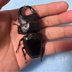 手渡し可能　トリオ 80mm 新成虫 久留米産 オオクワガタ ♂1 ♀2の画像