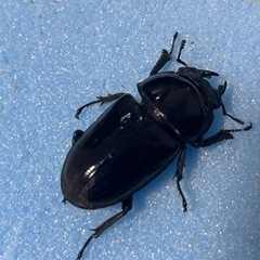 手渡し可能　トリオ 80mm 新成虫 久留米産 オオクワガタ ♂1 ♀2の画像