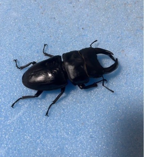 手渡し可能　トリオ 80mm 新成虫 久留米産 オオクワガタ ♂1 ♀2