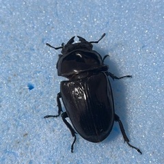 手渡し可能　トリオ 80mm 新成虫 久留米産 オオクワガタ ♂1 ♀2の画像