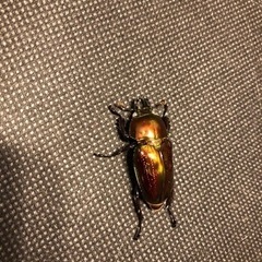ニジイロクワガタ4 ホワイトアイ