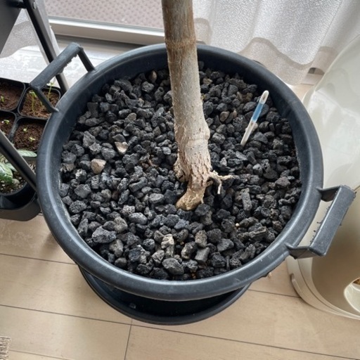 観葉植物 ウンベラータ 元気いっぱい 曲がり パラソル・Y字型