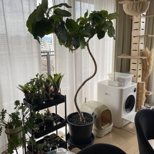 観葉植物 ウンベラータ 元気いっぱい 曲がり パラソル・Y字型