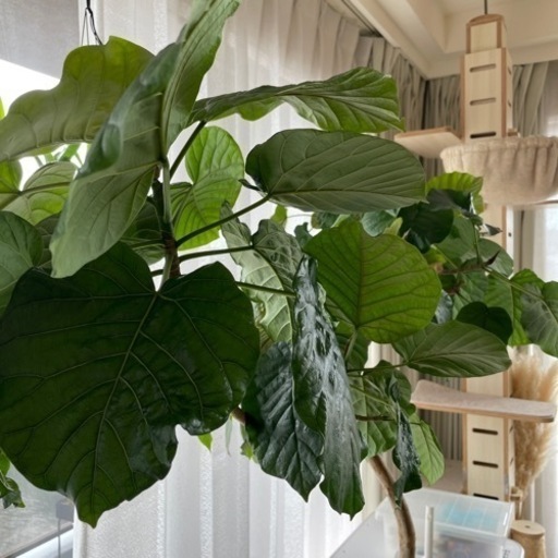 観葉植物 ウンベラータ 元気いっぱい 曲がり パラソル・Y字型