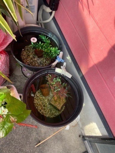 メダカ飼育セット
