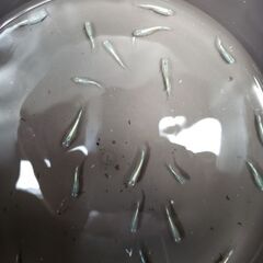 メダカ　みゆき　13匹1000円の画像