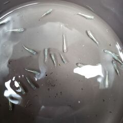 メダカ　みゆき　13匹1000円の画像