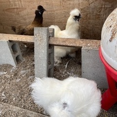 烏骨鶏&烏骨鶏と何かのハーフ