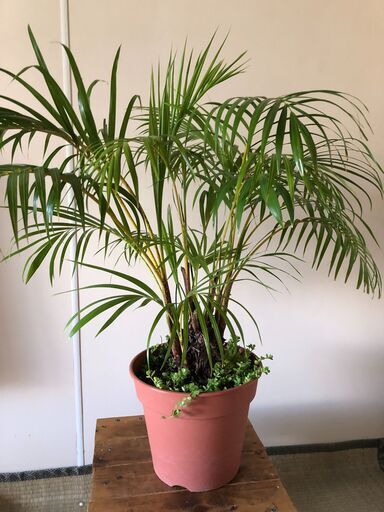 アレカヤシ（観葉植物）の鉢植え