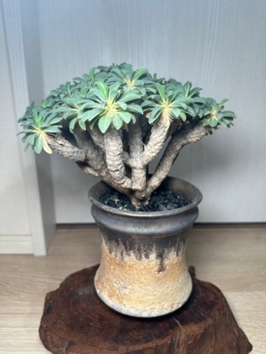 ギラウミニアナ