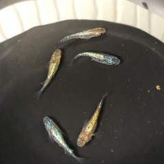 めだか　ラメミックス5匹の画像